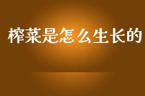 榨菜是怎么生长的_https://wap.letulww.com_融资租赁_第1张