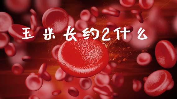 玉米长约2什么_https://wap.letulww.com_投资策略_第1张