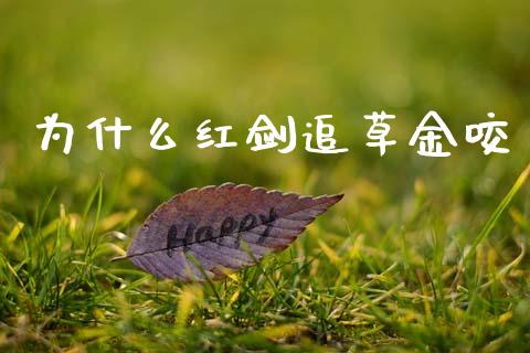 为什么红剑追草金咬_https://wap.letulww.com_融资租赁_第1张